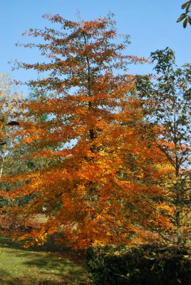 Nyssa sylvatica - tupela lesní - podzimní habitus